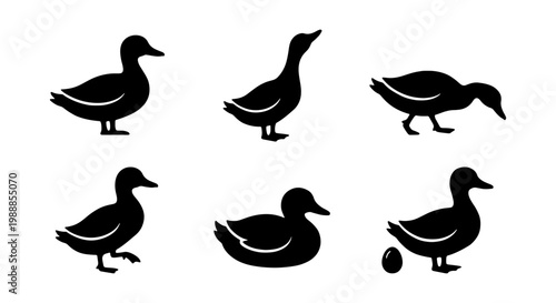 Black duck silhouettes, 6 waterfowl bird icons, mallard and goose vector set for logos
