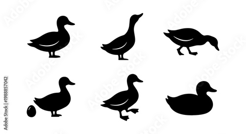 Duck silhouette icons, set of 6 waterfowl vector shapes, farm bird poultry graphics