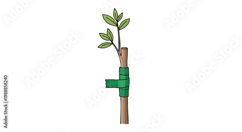 Grafting tape on young tree trunk illustration