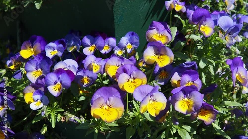 The sky shows a deep blue color with white clouds. Clouds drift quietly and change shape over time. This takes place in the afternoon with clear skies above.