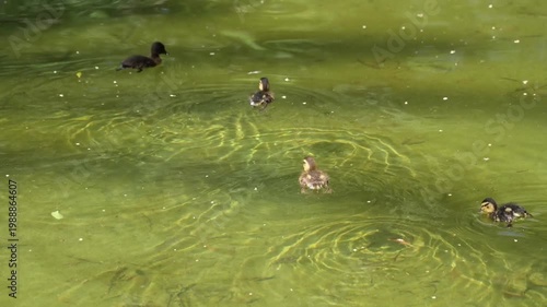 Patitos nadando en un estanque y buscando comida