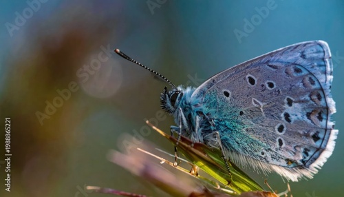 Blue Butterfly on Flower Closeup.