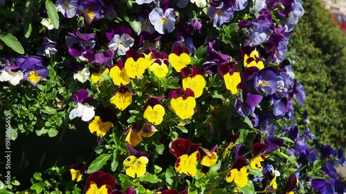 The sky shows a deep blue color with white clouds. Clouds drift quietly and change shape over time. This takes place in the afternoon with clear skies above.