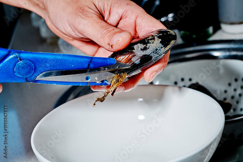 a man cuts off the beard of a fresh mussel