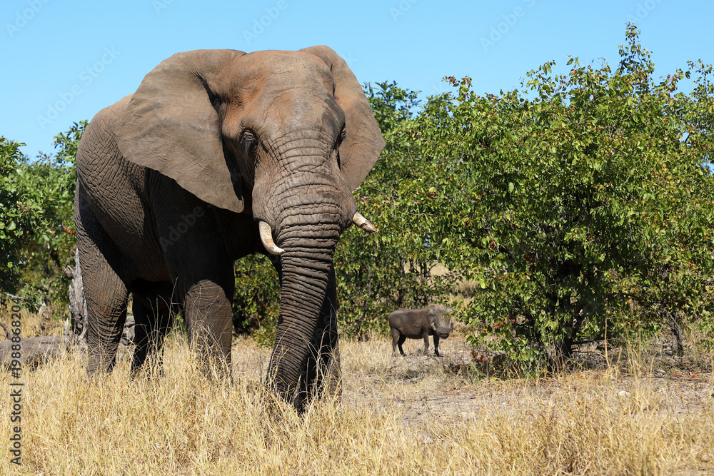 Obraz premium Afrikanischer Elefant und Warzenschwein / African elephant and Warthog / Loxodonta africana et Phacochoerus africanus