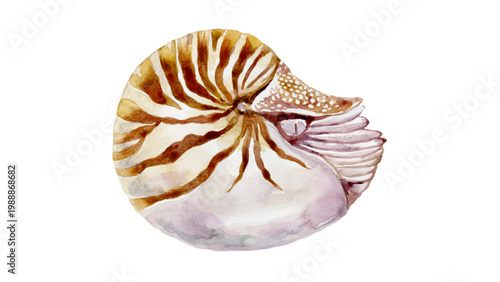 Watercolor Nautilus Shell Marine Creature Illustration