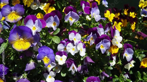 The sky shows a deep blue color with white clouds. Clouds drift quietly and change shape over time. This takes place in the afternoon with clear skies above.