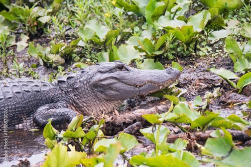 alligator in the everglades