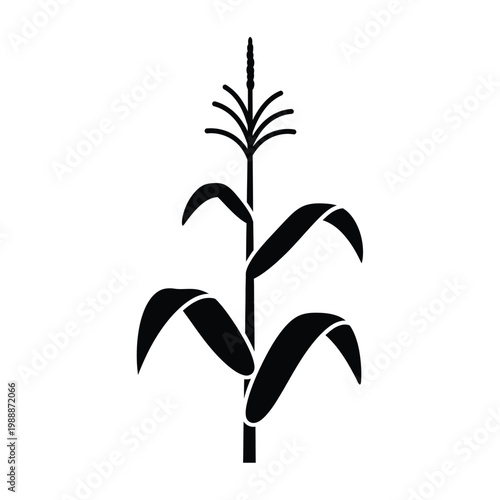 A stylized black and white illustration of a single corn stalk with leaves and tassel.