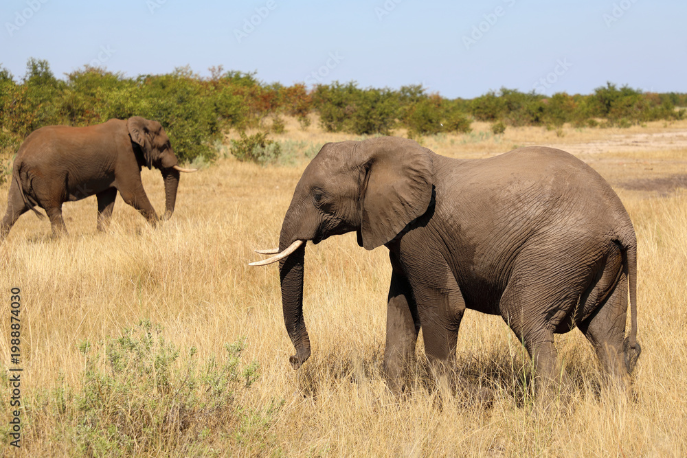 Fototapeta premium Afrikanischer Elefant / African elephant / Loxodonta africana