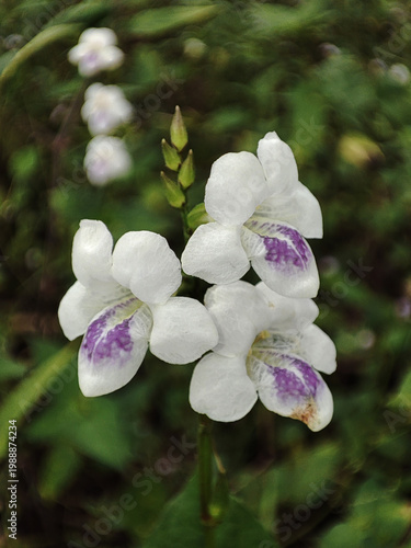 Delicate white wildflowers with soft purple throats bloom on a slender stem, standing out against a lush green background with a gentle natural blur