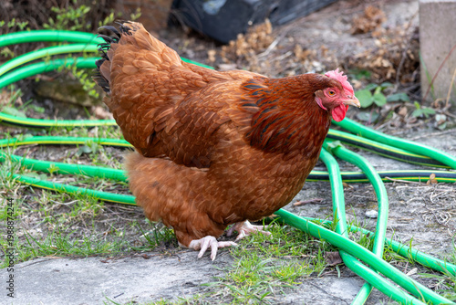 Obraz na płótnie Brown hen standing on a backyard path next to a green garden hose, domestic chicken in a rural farm environment during a sunny day