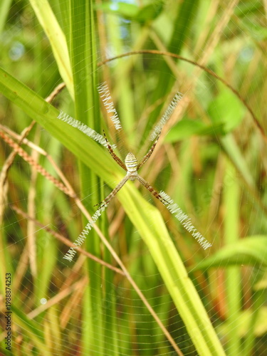 A banded garden spider rests at the center of its delicate web, its legs spread in an X-shape among tall green grass in soft natural light