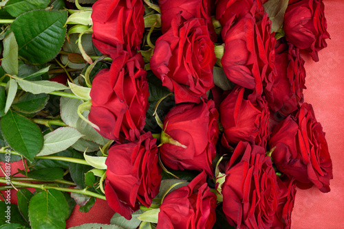 Red roses with green leaves arranged in rows on a red background.