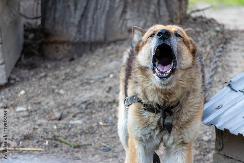 Aggressive large dog barking with open mouth and showing teeth while tied on a chain in a rural yard, guarding the property near a kennel.