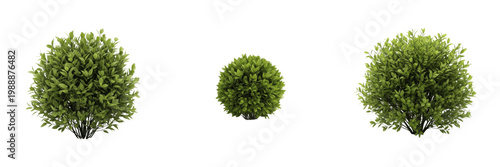 Photos Set of Three Vibrant Green Boxwood Shrub Bushes in Different Round Sizes for Pro