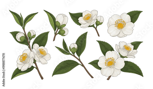 Collection of White flowers with green leaves arrangement.