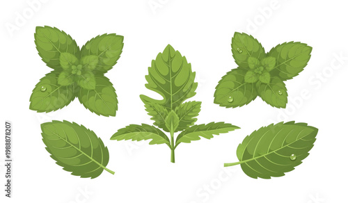 Collection of Green leaves of a herbal plant.