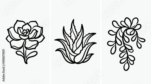 Elegant Black and White Succulent Plant Line Art Illustrations.