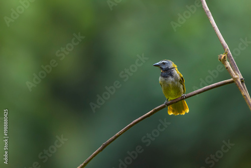 Buff-throated Saltator Saltator Maximus Perched On A Thin Branch