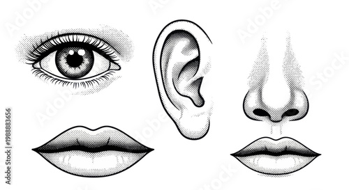 Detailed Human Facial Features Eye Ear Nose Lips Sketch.