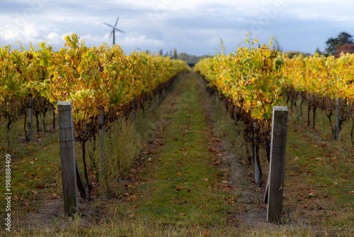 Fotografía Rows of grapevines with autumn leaves and a distant windmill in a vineyard in Te Mata, Havelock North, Hawkes Bay, New Zealand