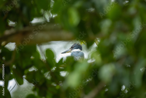Neotropical Kingfisher Perched Among Dense Green Foliage