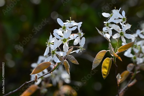 Amelanchier canadensis flowers. Rosaceae deciduous fruit tree. It blooms in spring and its berries are harvested in June, hence the name 'Juneberry'.