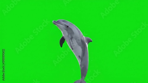 Dolphin jumping out of water in isolated green screen for film and video production