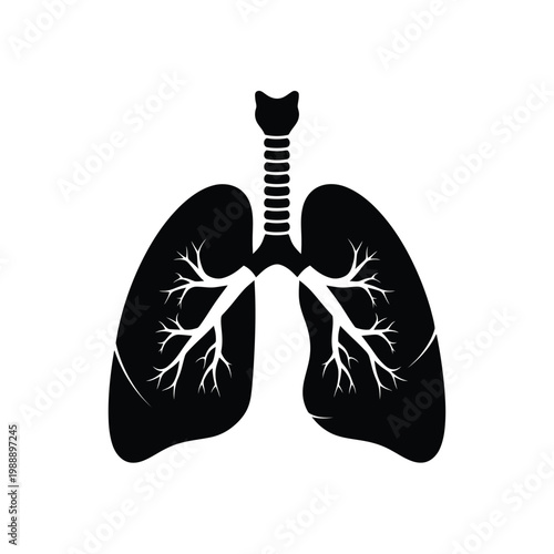 Lungs display the intricate structure of the human respiratory system.