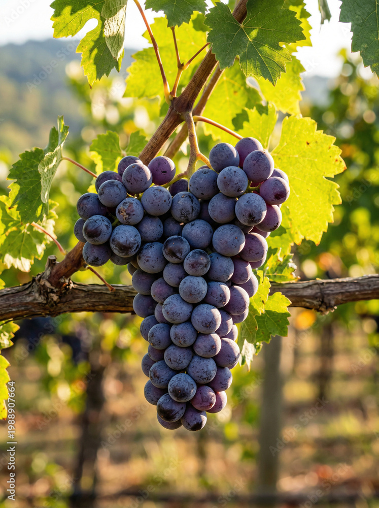 Fototapeta premium Cacho de uvas roxas maduras na videira