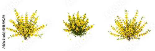 Set of Vibrant Yellow Flowering Shrub Bush Isolated on White Background, PNG