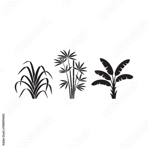 Black silhouettes of three tropical plants against a white background