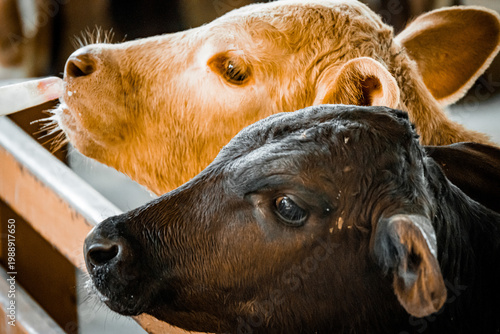 Calves being fed with milk bottle in farm close up