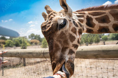 Giraffe eating from human hand in zoo enclosure close up