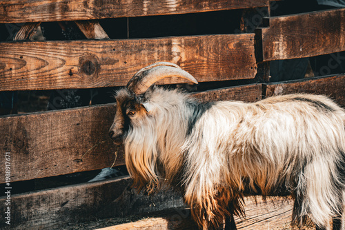 Goat standing next to wooden fence in rustic farm environment