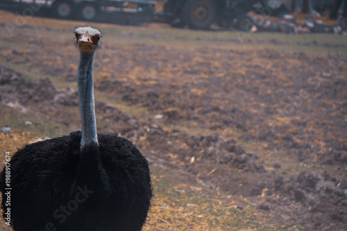 Ostrich standing in agricultural field with machinery in background