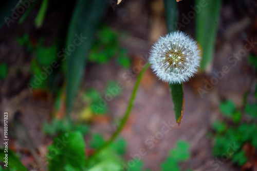Dandelion seed head in soft focus with blurred natural background