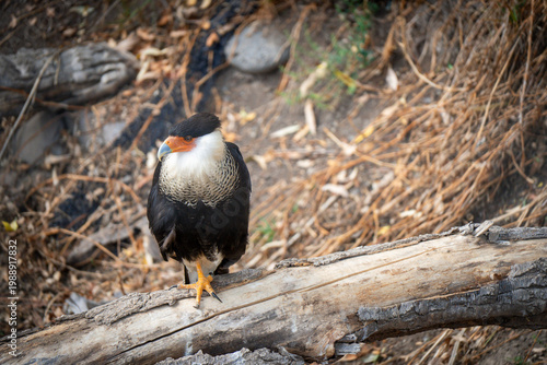 Crested caracara perched on dry tree trunk in natural habitat
