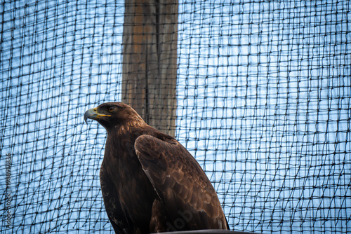 Golden eagle perched inside enclosure with net background