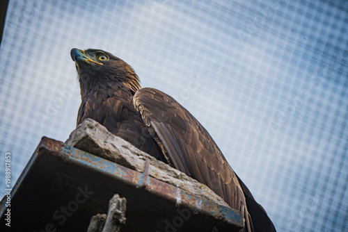 Golden eagle from low angle perched on structure looking upward