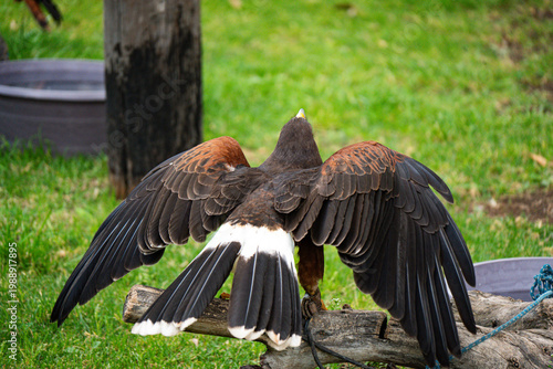 Bird of prey spreading wings from behind while perched on a log