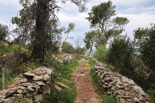 Fotografie Forest trail between old stones and trees