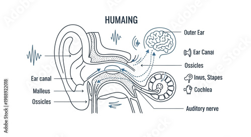 Human Ear Anatomy Diagram Illustration.