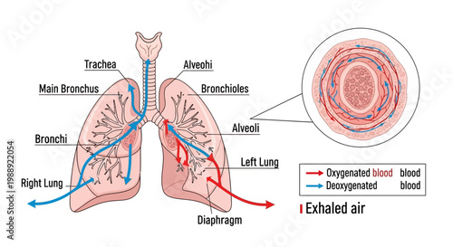 Human Lung Anatomy and Blood Flow.