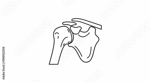Human Shoulder Joint Bone Anatomy.
