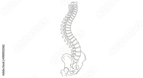 Human spine and pelvis anatomy.
