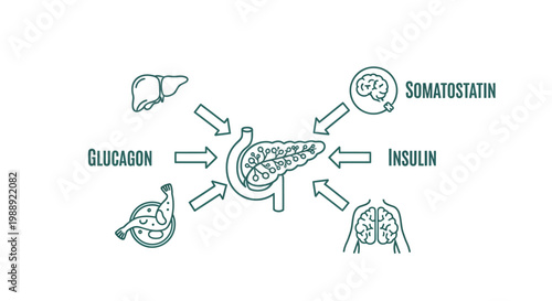 Illustration of pancreas and insulin.