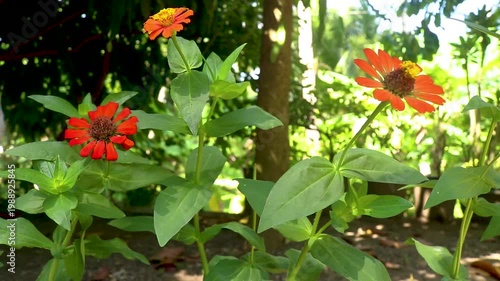 Collections of bright yellow and orange Zinnia or Zinniinae flowers swaying in the wind in the garden