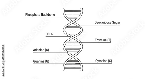 DNA Double Helix Molecular Structure Diagram.